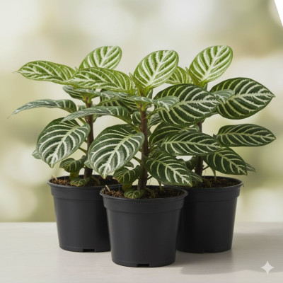 Aphelandra M14